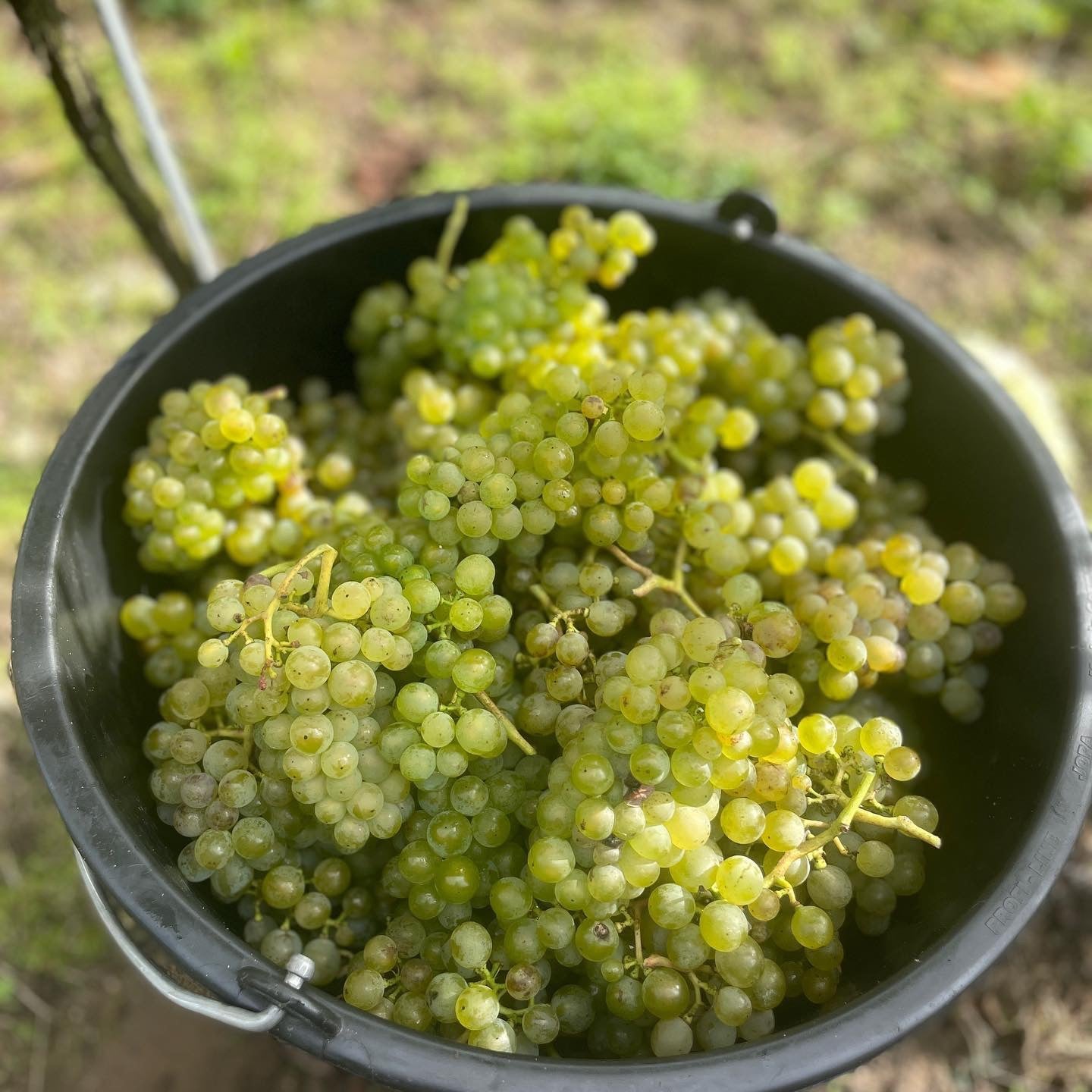 Vin på danske druer - fra niche til trend